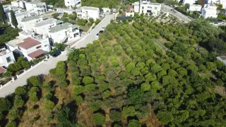 Bodrum Turgutreis'te Şehir Manzaralı 18.000 m² Arsa · Fotoğraf 2